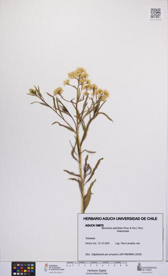 Baccharis salicifolia [Espécimen: UCH:AGUCH:0035672]