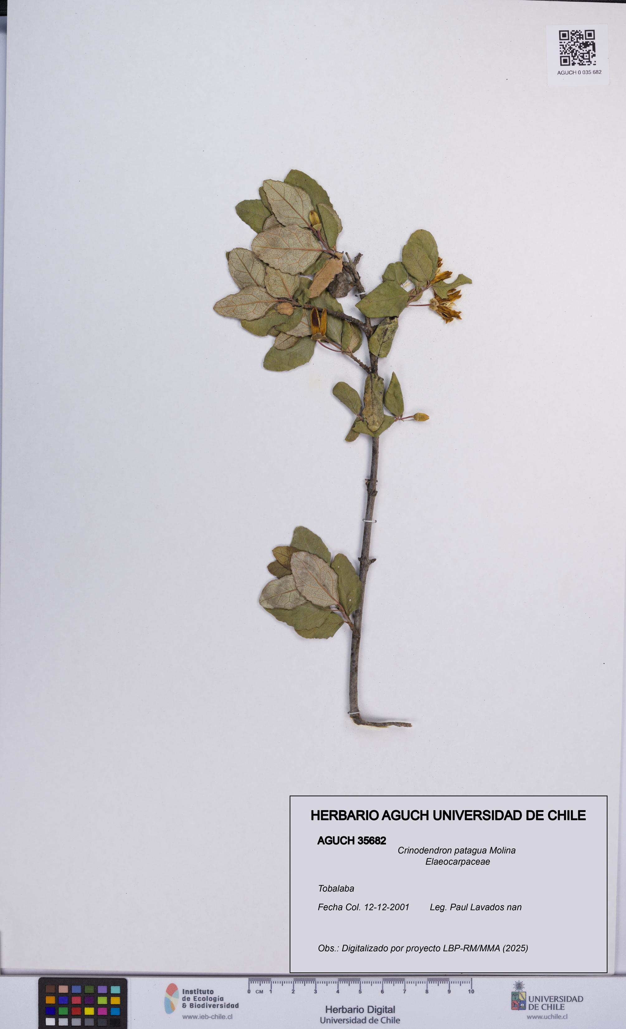 Crinodendron patagua [Espécimen: UCH:AGUCH:0035682]