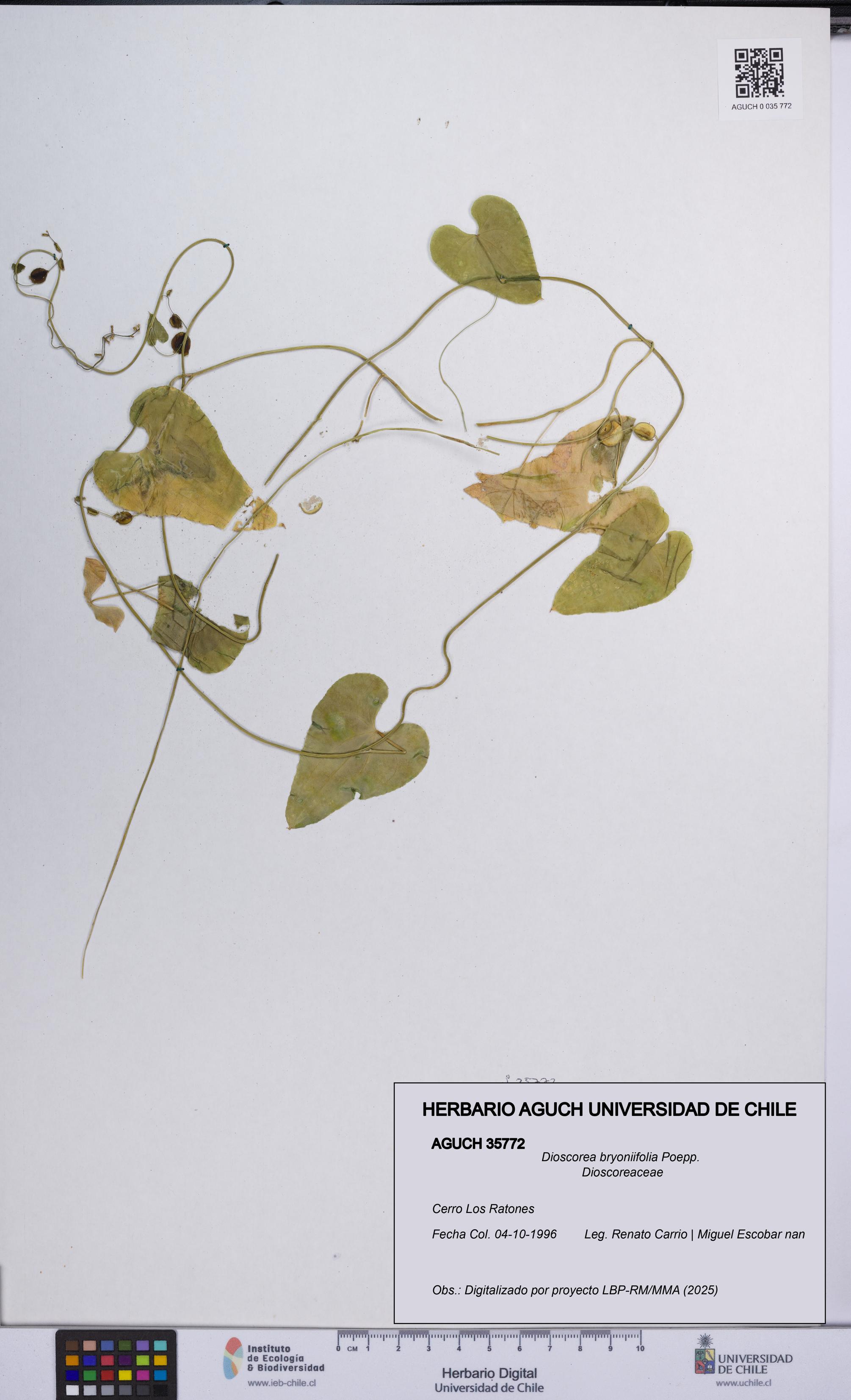Dioscorea bryoniifolia [Espécimen: UCH:AGUCH:0035772]
