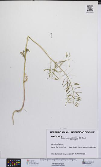 Descurainia nuttallii [Espécimen: UCH:AGUCH:0035776]