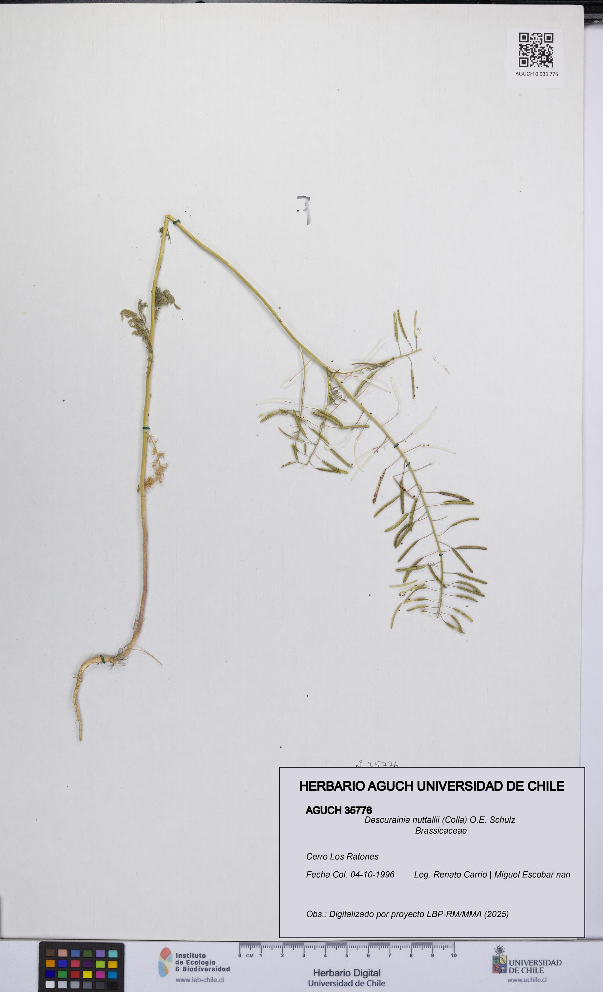 Descurainia nuttallii [Espécimen: UCH:AGUCH:0035776]