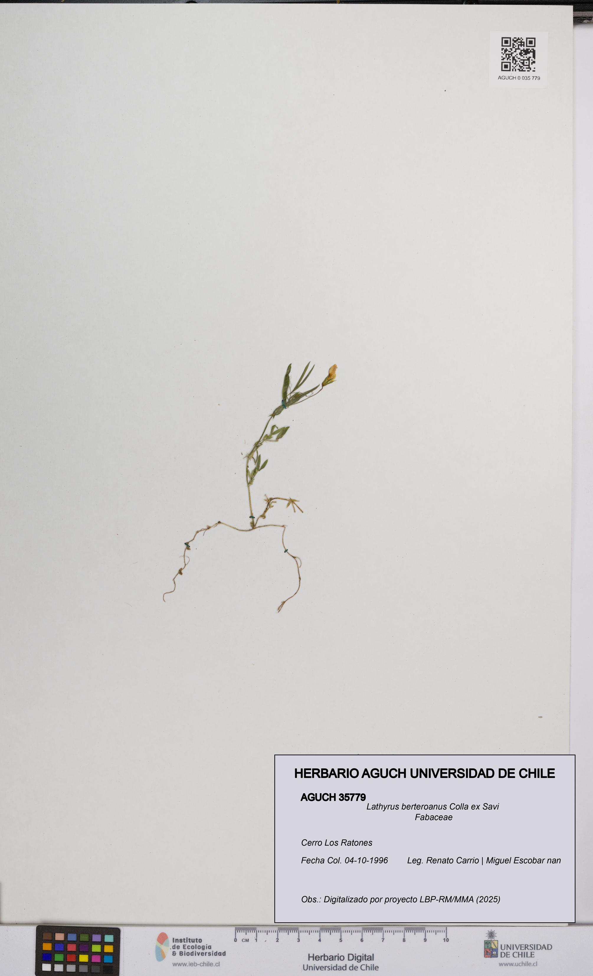 Lathyrus berteroanus [Espécimen: UCH:AGUCH:0035779]