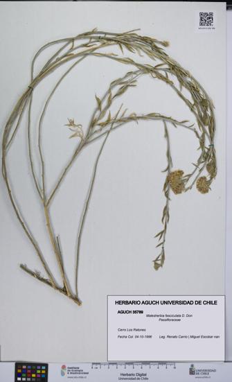 Malesherbia fasciculata [Espécimen: UCH:AGUCH:0035789]