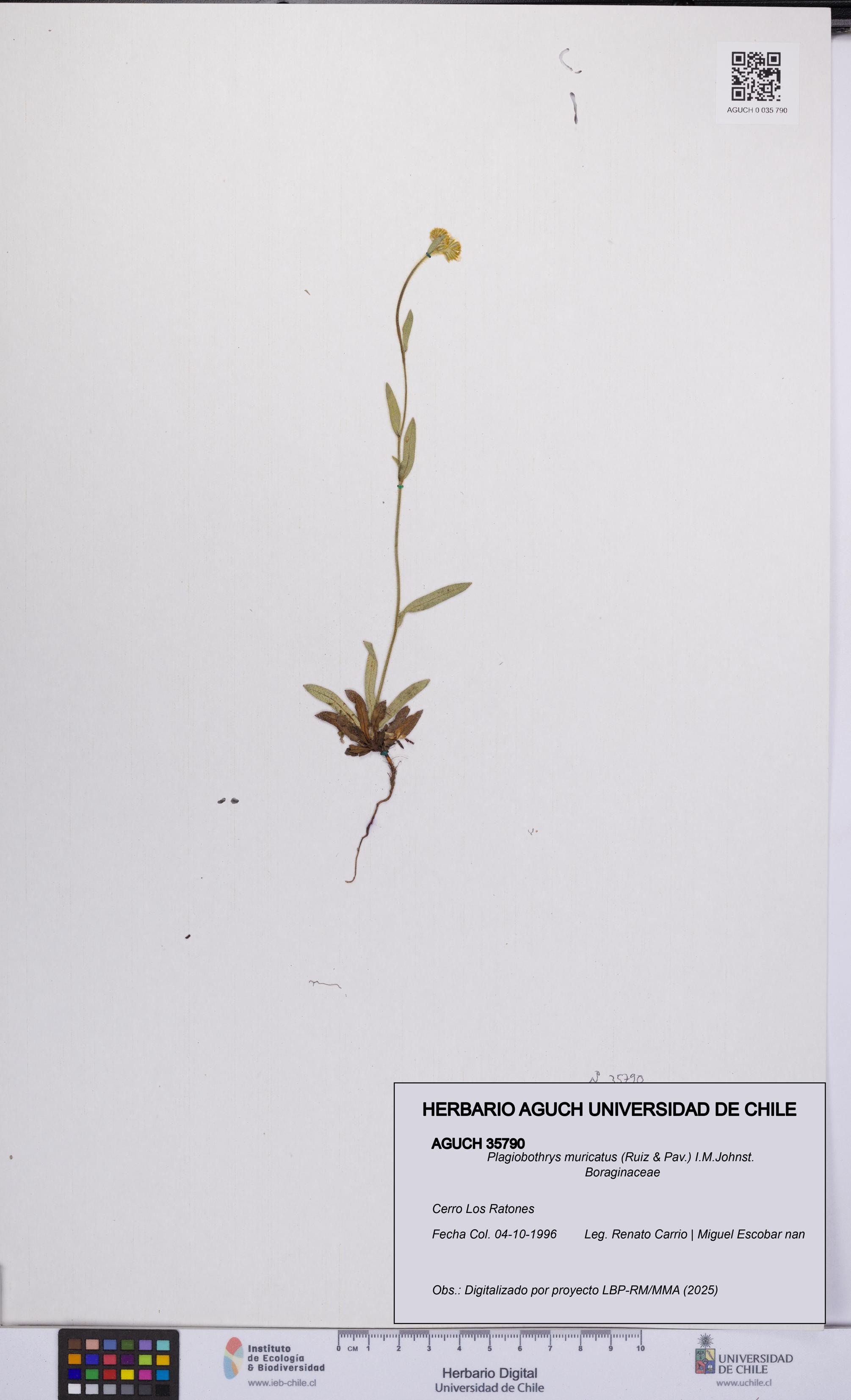 Plagiobothrys muricatus [Espécimen: ]