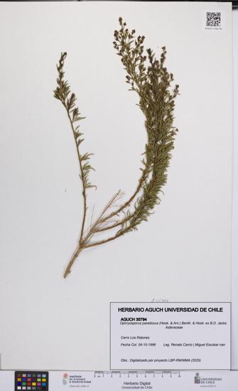 Ophryosporus paradoxus [Espécimen: UCH:AGUCH:0035794]