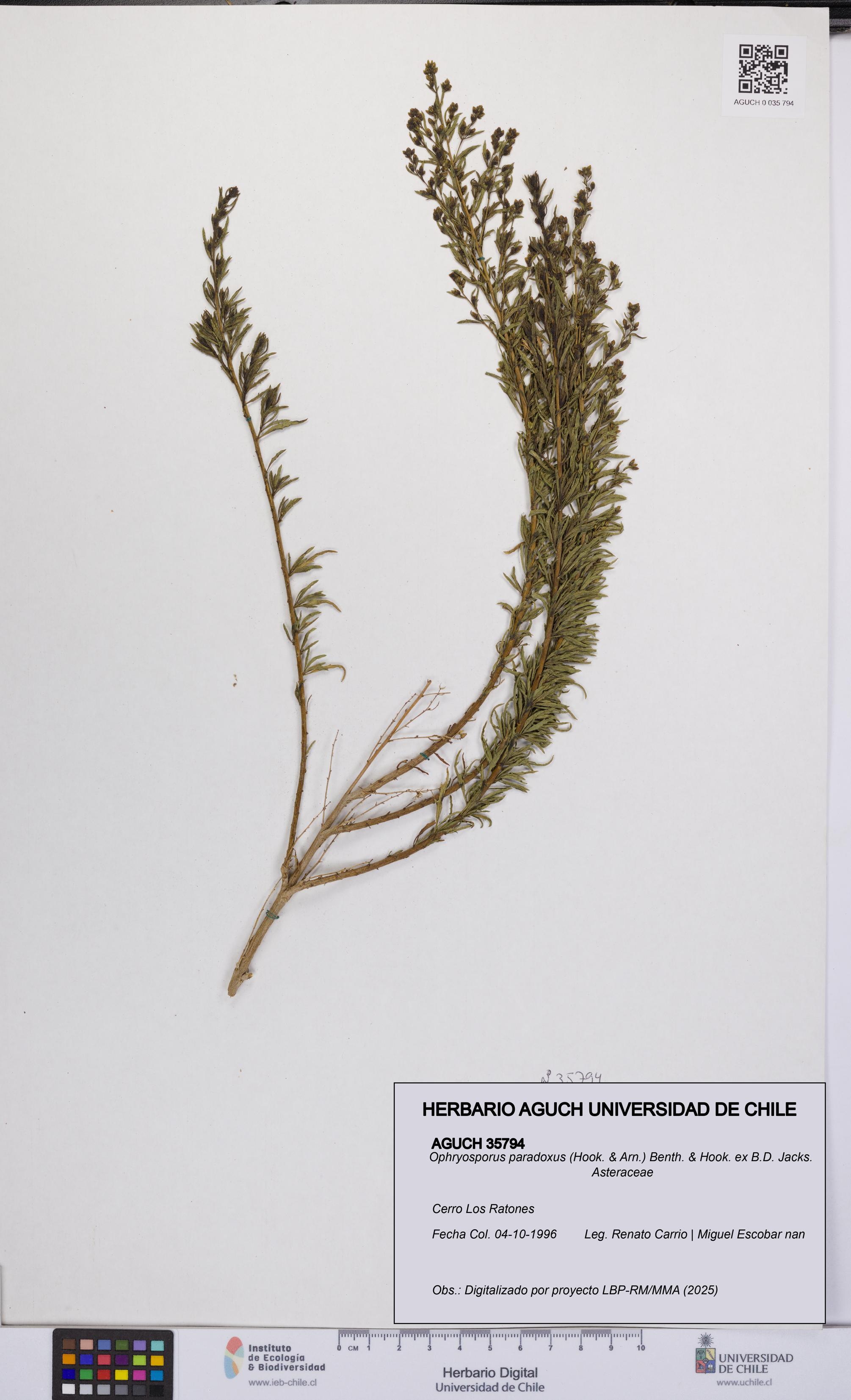 Ophryosporus paradoxus [Espécimen: UCH:AGUCH:0035794]