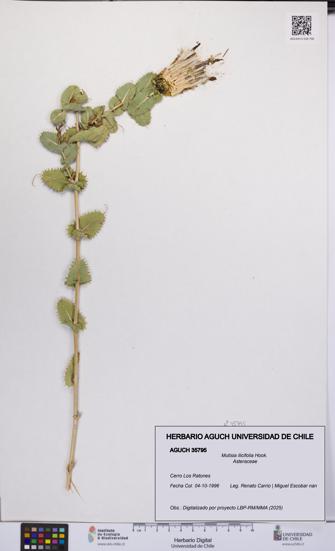 Mutisia ilicifolia [Espécimen: UCH:AGUCH:0035795]
