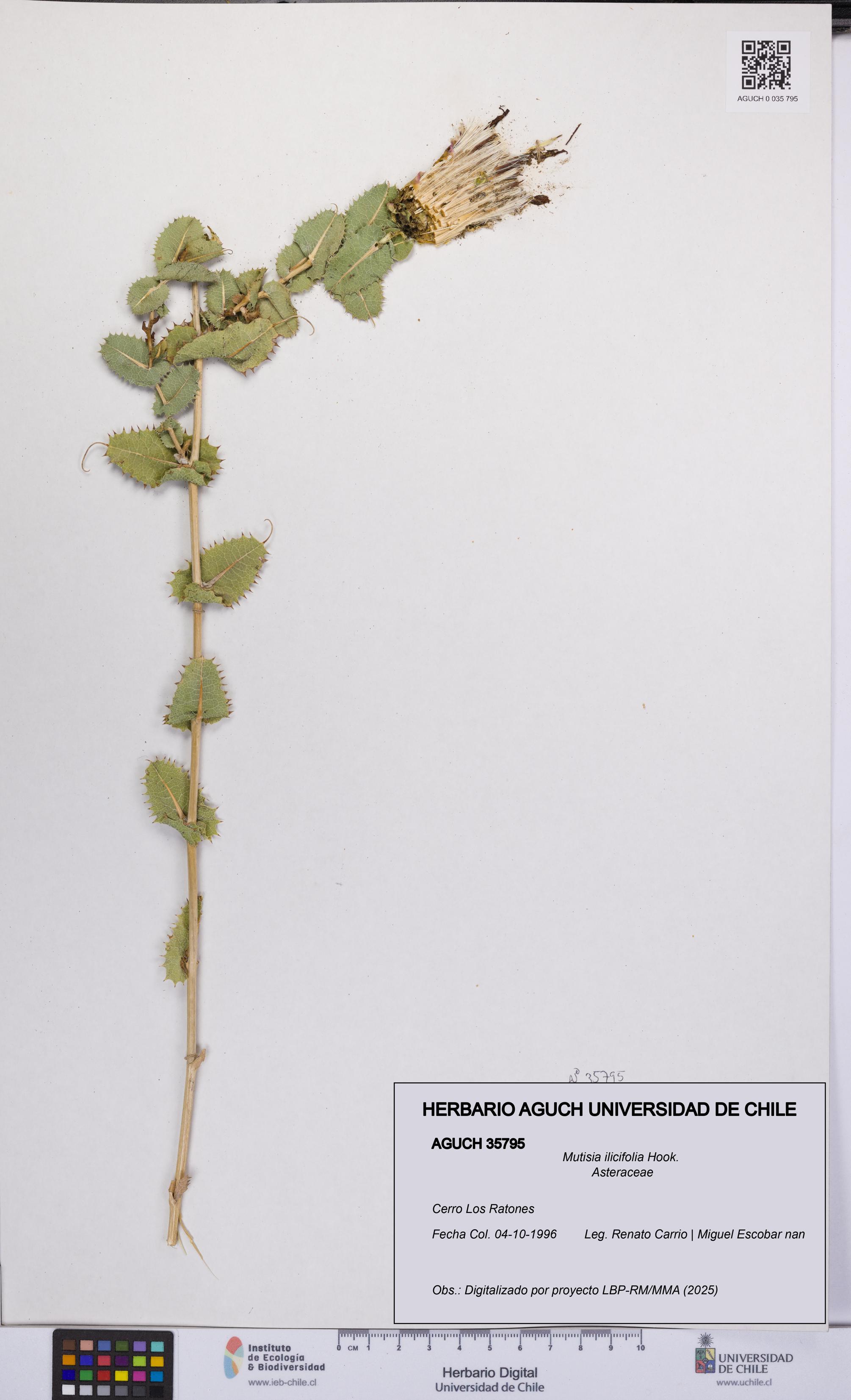 Mutisia ilicifolia [Espécimen: UCH:AGUCH:0035795]
