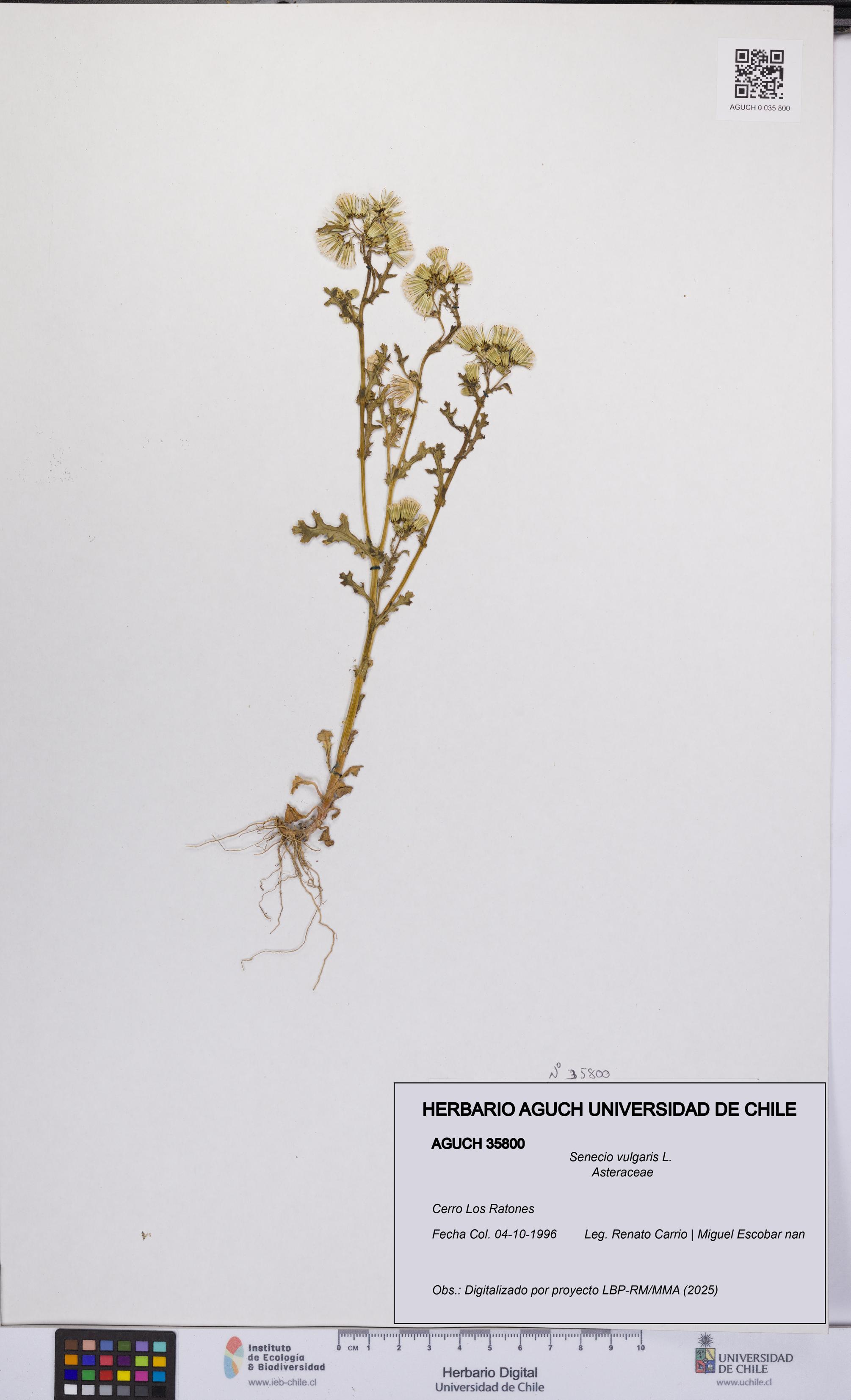 Senecio vulgaris [Espécimen: UCH:AGUCH:0035800]