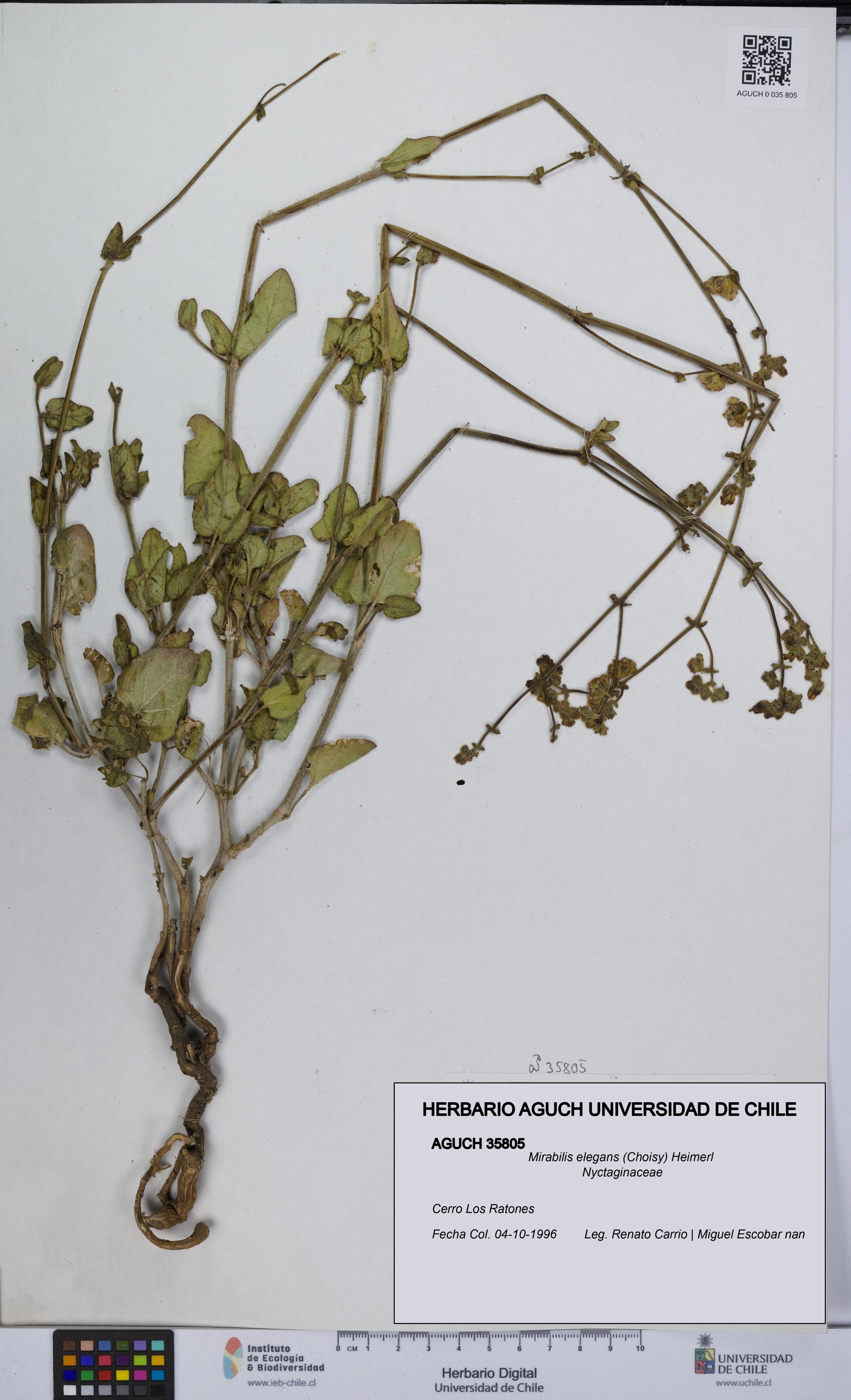 Mirabilis elegans [Espécimen: UCH:AGUCH:0035805]