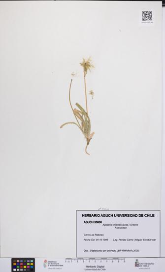 Agoseris chilensis [Espécimen: UCH:AGUCH:0035808]