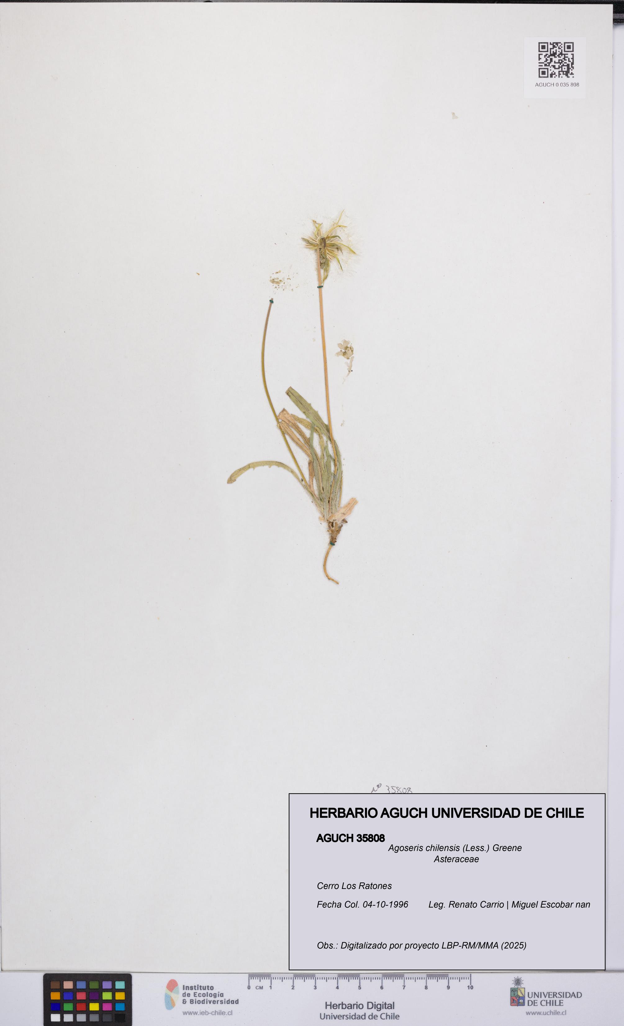 Agoseris chilensis [Espécimen: UCH:AGUCH:0035808]