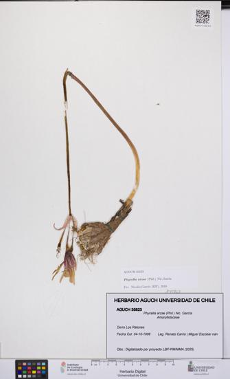 Phycella arzae [Espécimen: UCH:AGUCH:0035823]