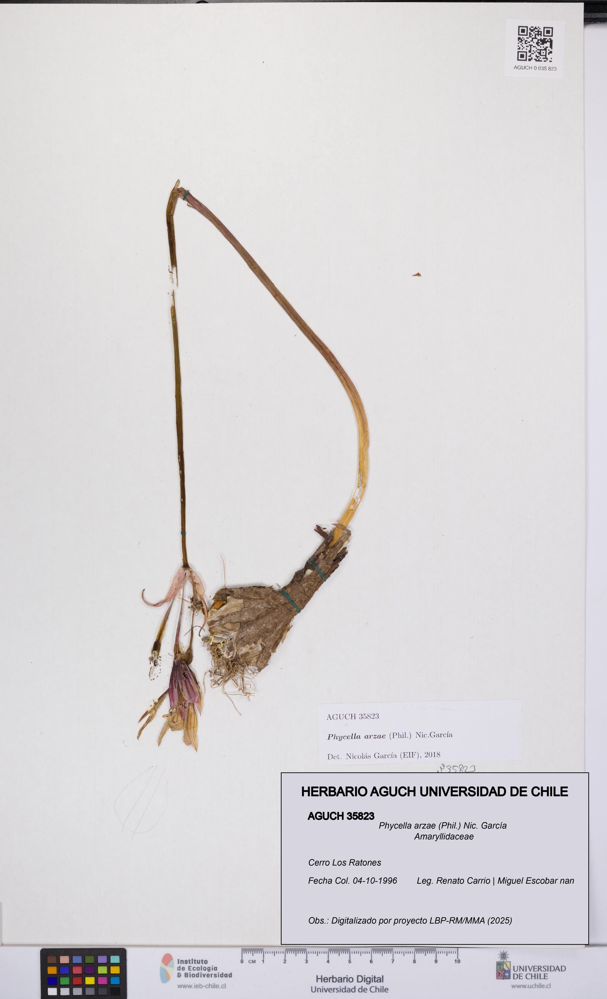 Phycella arzae [Espécimen: UCH:AGUCH:0035823]