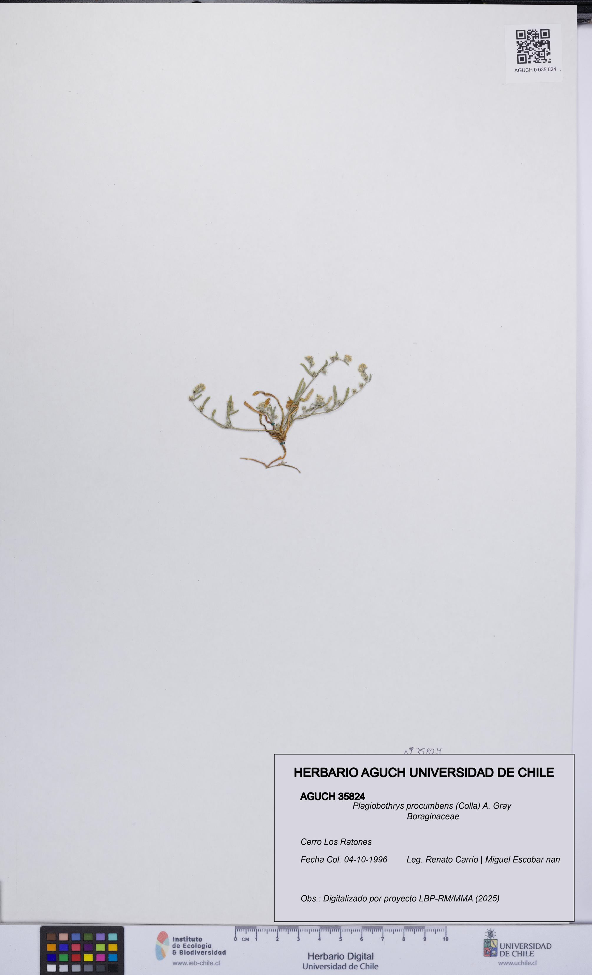 Plagiobothrys procumbens [Espécimen: UCH:AGUCH:0035824]