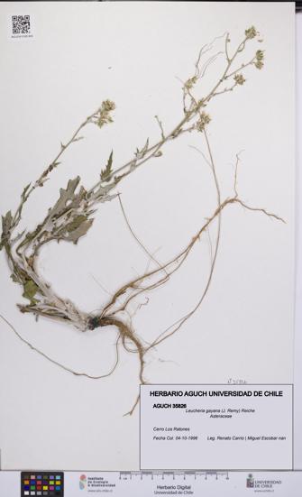 Leucheria gayana [Espécimen: UCH:AGUCH:0035826]