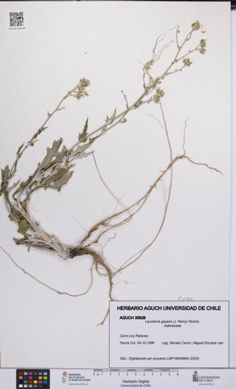 Leucheria gayana [Espécimen: UCH:AGUCH:0035826]