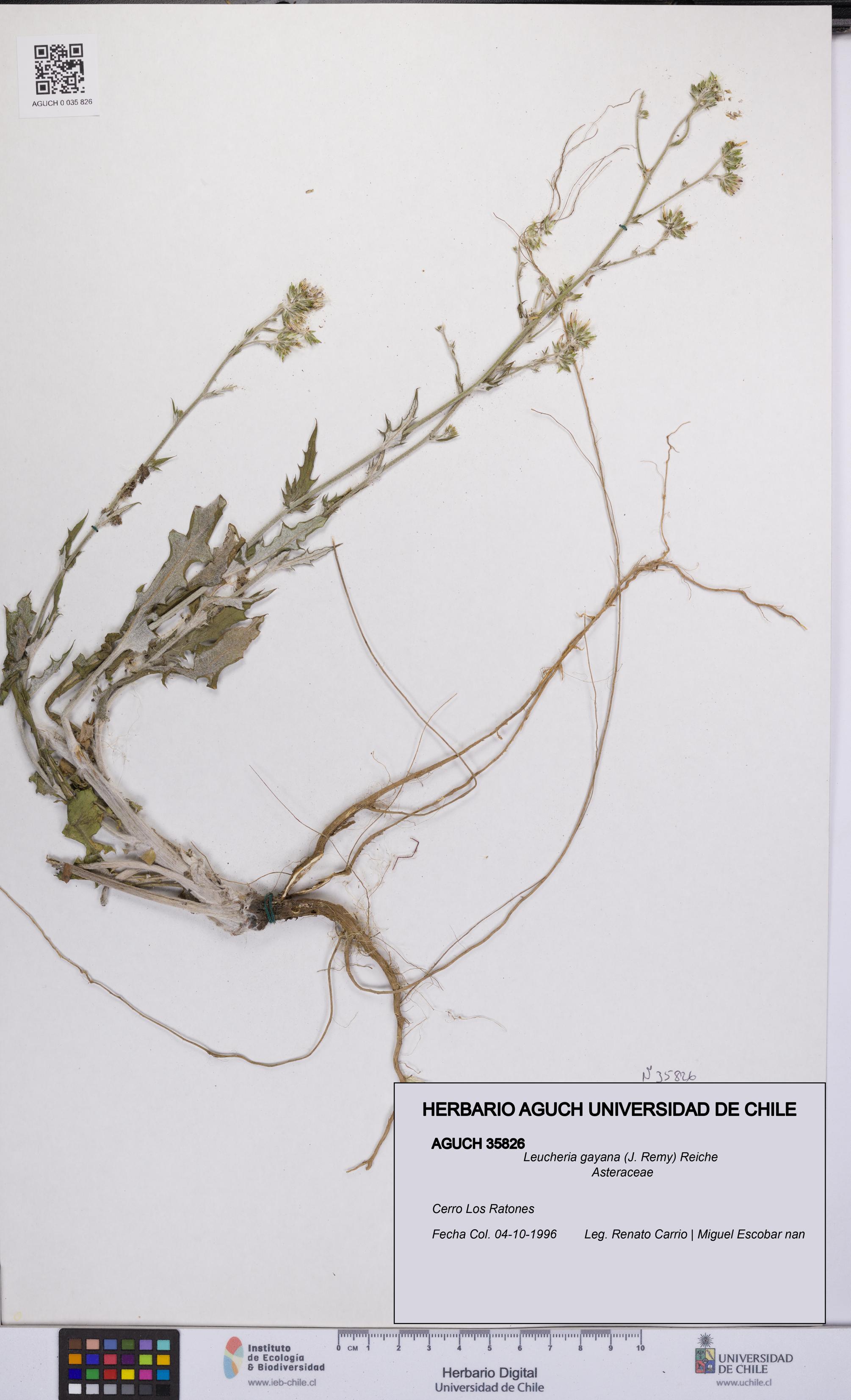 Leucheria gayana [Espécimen: UCH:AGUCH:0035826]