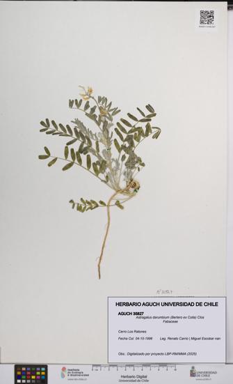 Astragalus darumbium [Espécimen: UCH:AGUCH:0035827]