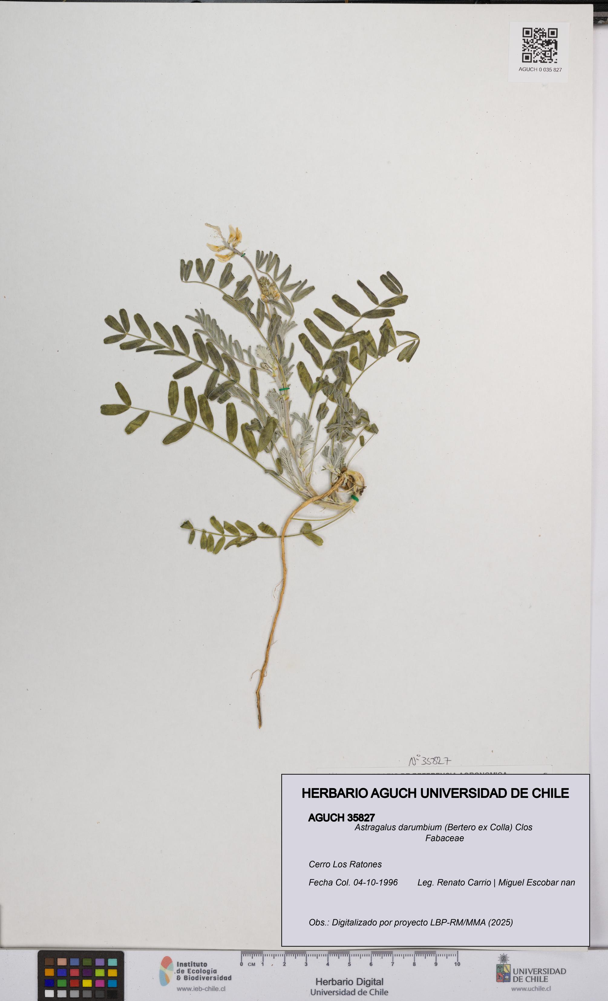 Astragalus darumbium [Espécimen: UCH:AGUCH:0035827]