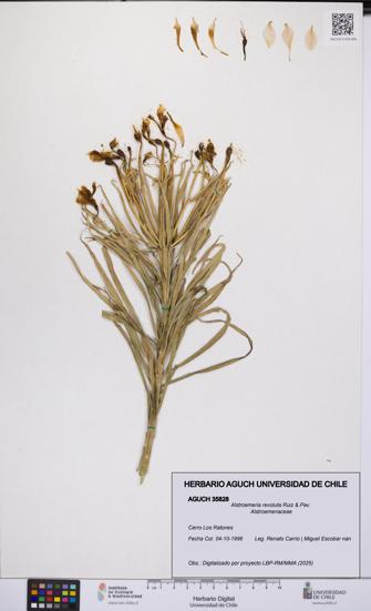 Alstroemeria revoluta [Espécimen: UCH:AGUCH:0035828]