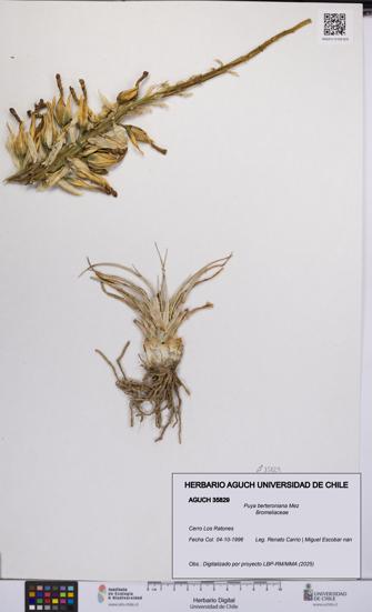 Puya berteroniana [Espécimen: UCH:AGUCH:0035829]