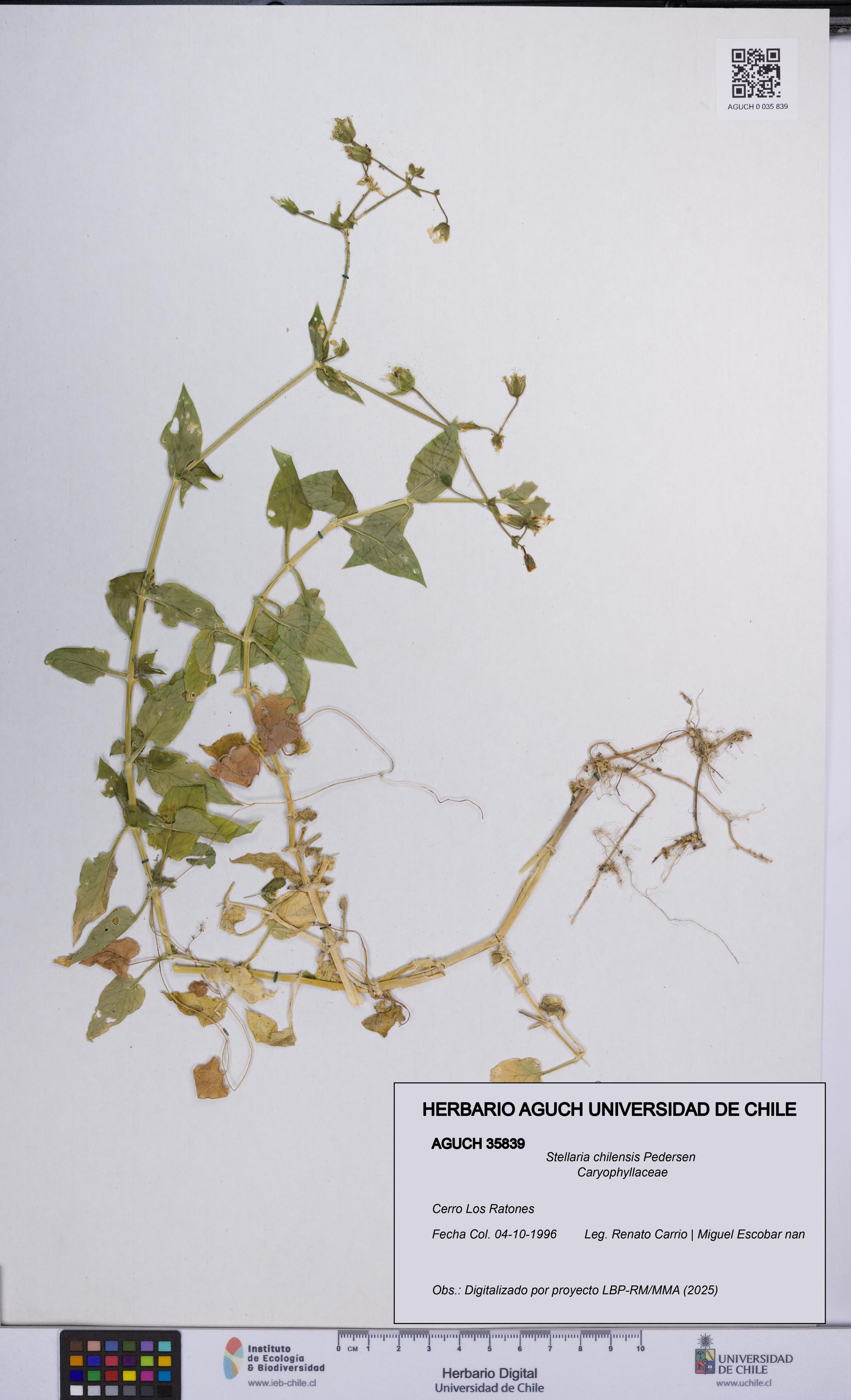Stellaria chilensis [Espécimen: UCH:AGUCH:0035839]
