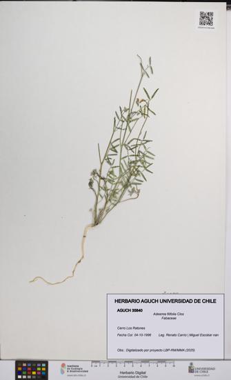 Adesmia filifolia [Espécimen: UCH:AGUCH:0035840]