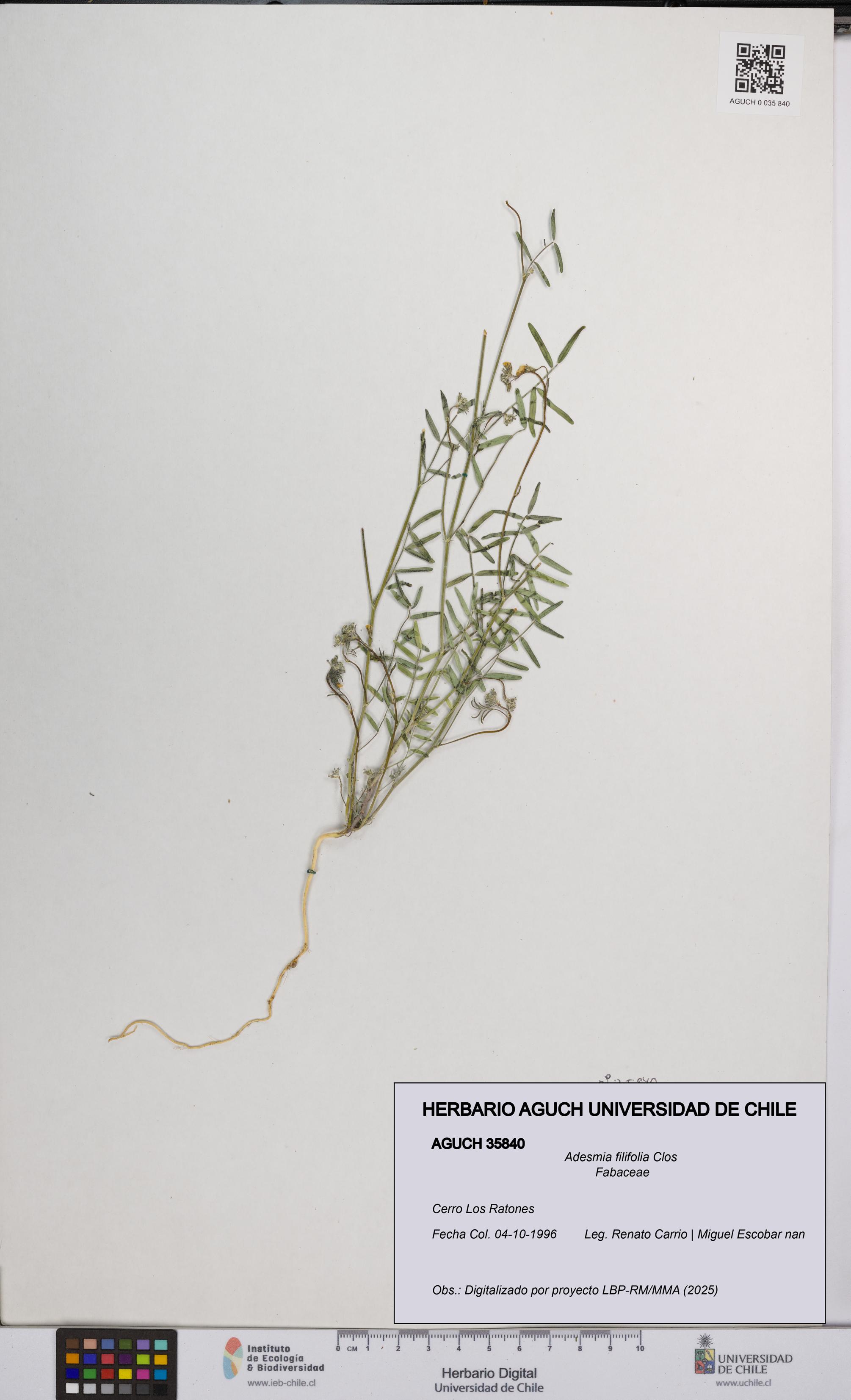 Adesmia filifolia [Espécimen: UCH:AGUCH:0035840]