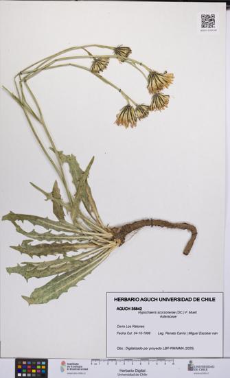 Hypochaeris scorzonerae [Espécimen: UCH:AGUCH:0035842]