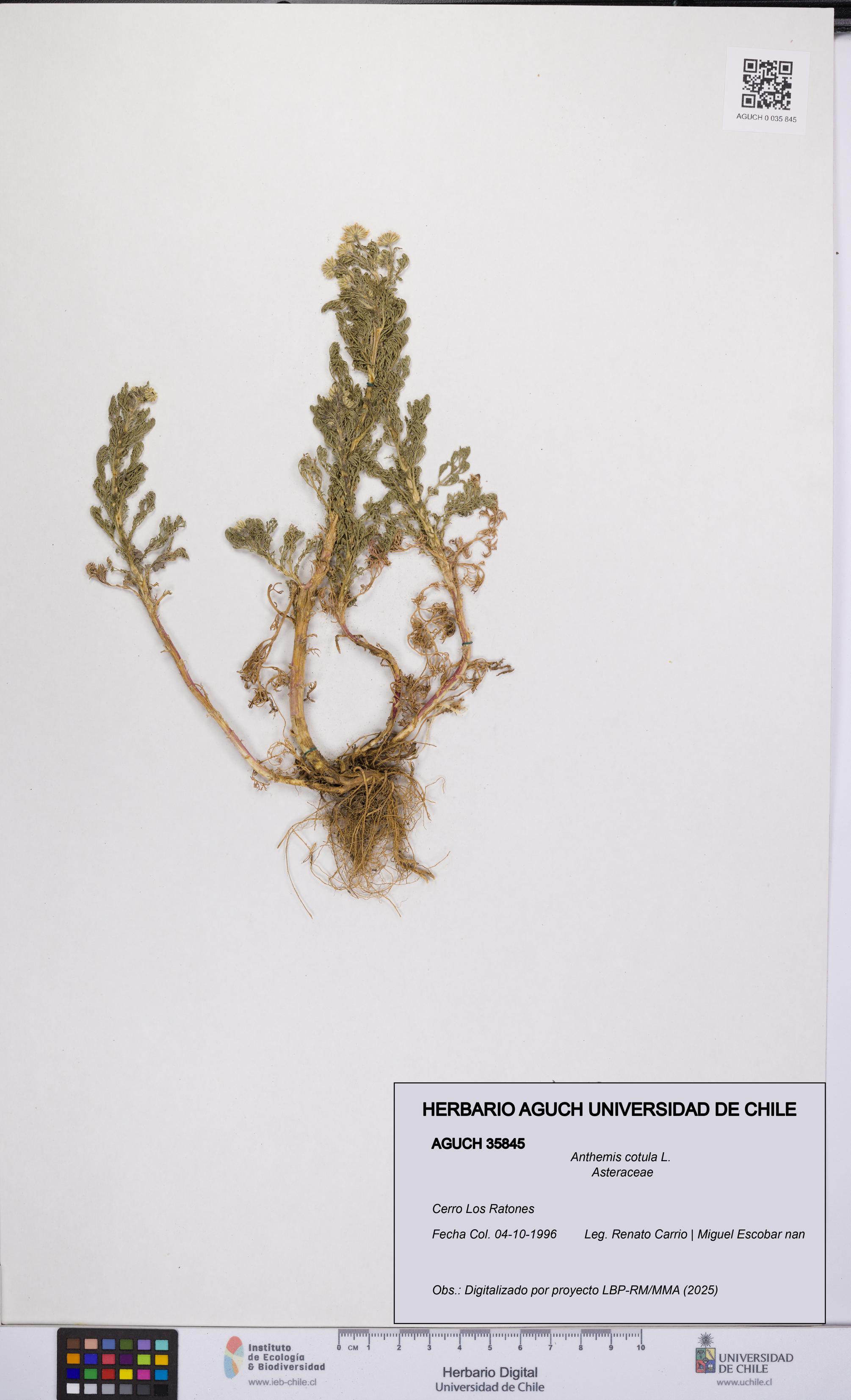 Anthemis cotula [Espécimen: UCH:AGUCH:0035845]