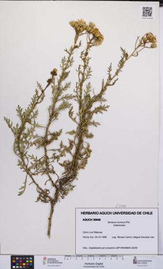 Senecio murinus [Espécimen: UCH:AGUCH:0035846]