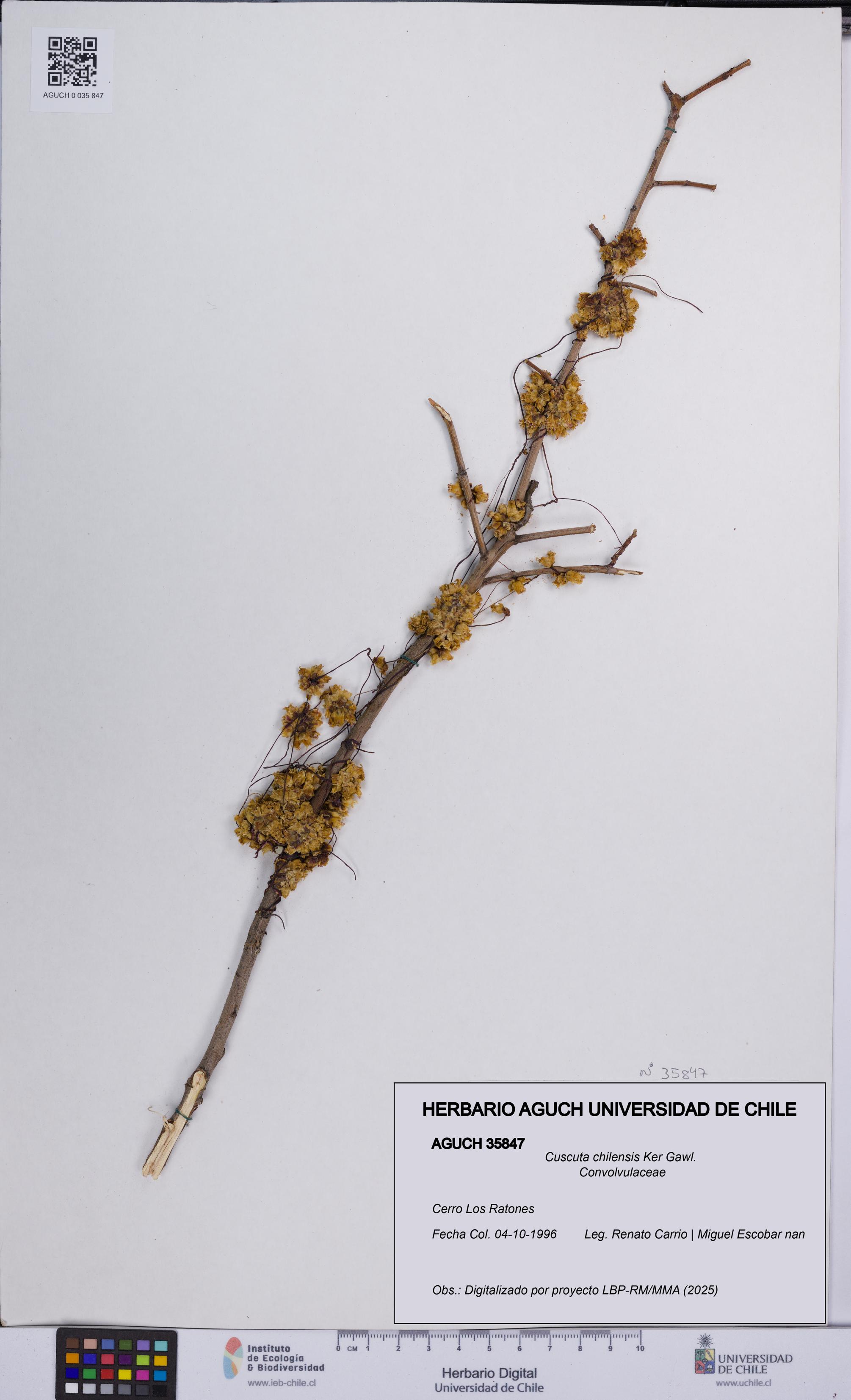 Cuscuta chilensis [Espécimen: UCH:AGUCH:0035847]