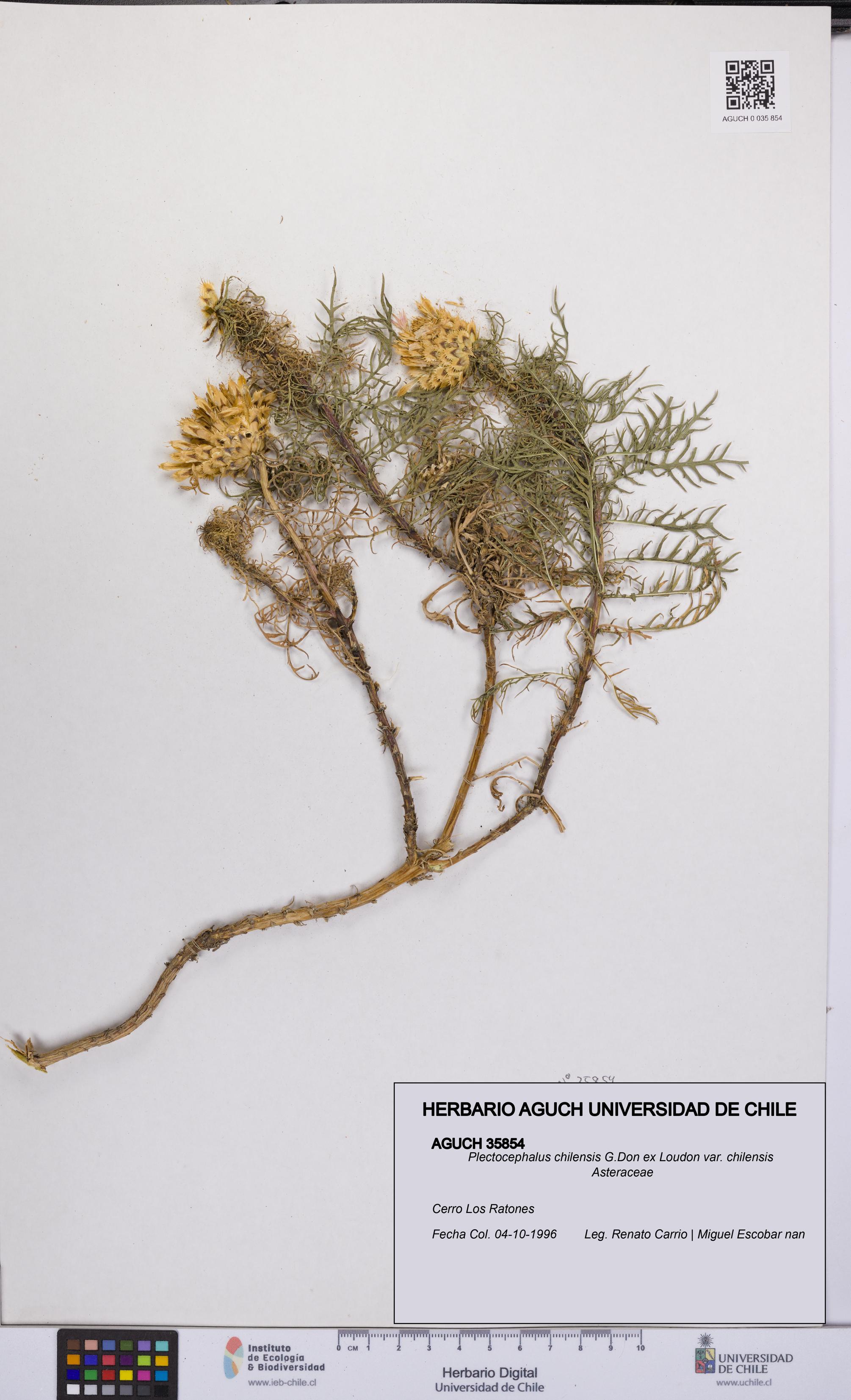 Plectocephalus chilensis var. chilensis [Espécimen: UCH:AGUCH:0035854]