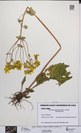 Calceolaria glandulosa [Espécimen: UCH:AGUCH:0035866]