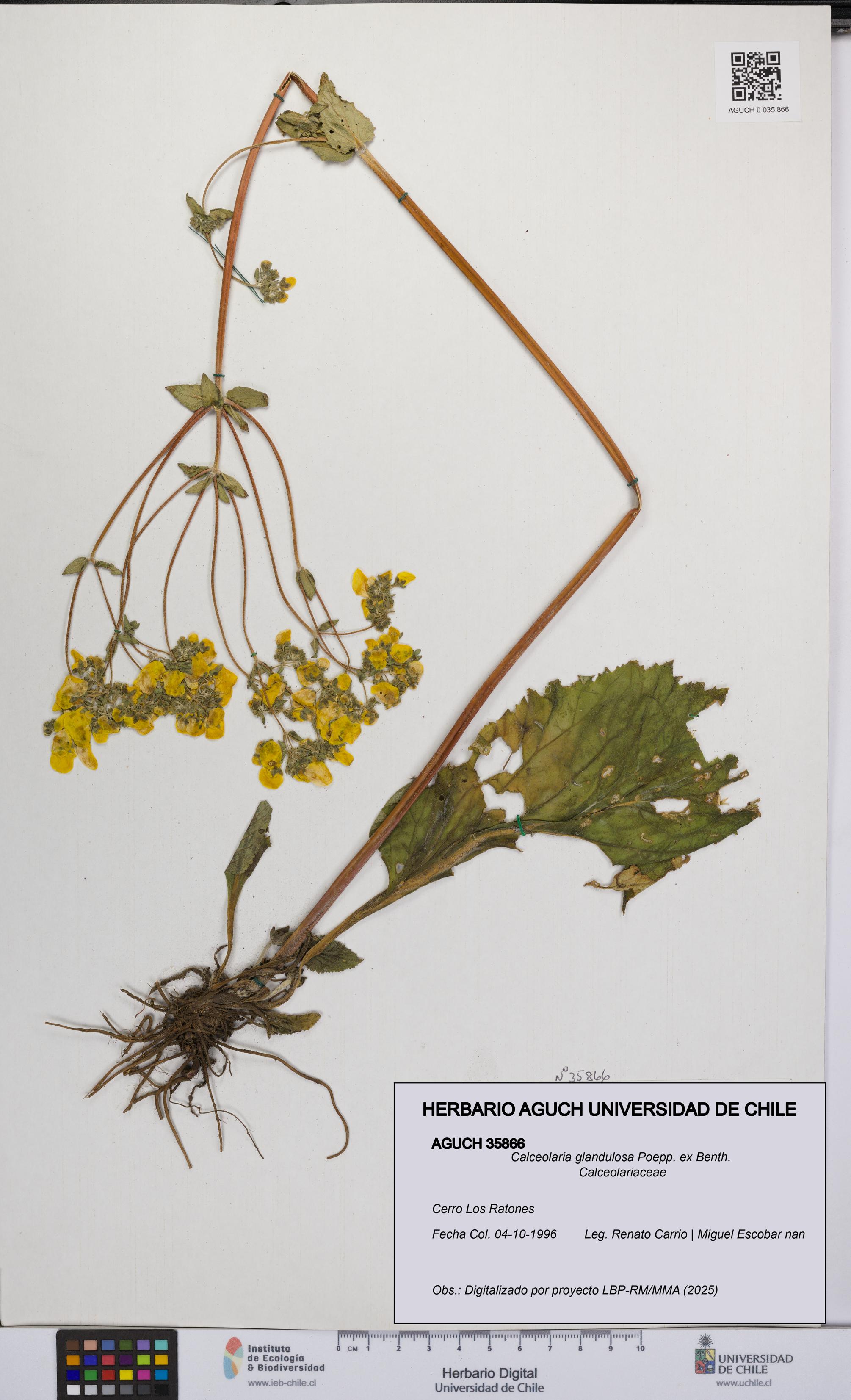 Calceolaria glandulosa [Espécimen: UCH:AGUCH:0035866]