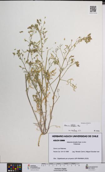 Adesmia tenella [Espécimen: UCH:AGUCH:0035869]