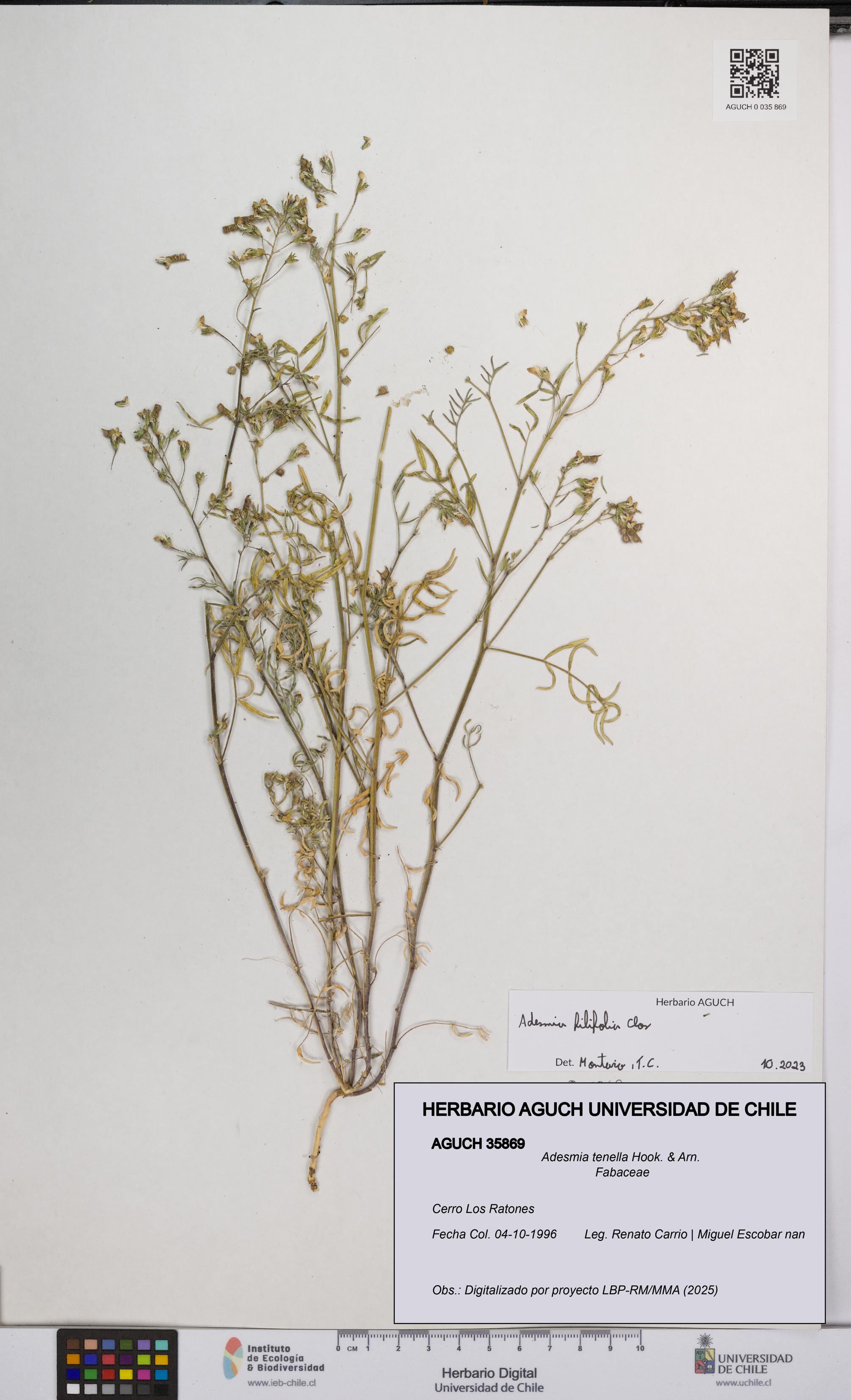 Adesmia tenella [Espécimen: UCH:AGUCH:0035869]