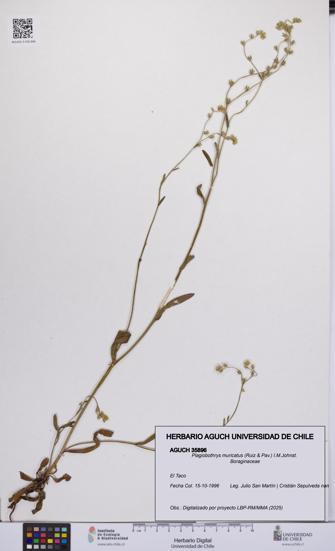 Plagiobothrys muricatus [Espécimen: ]