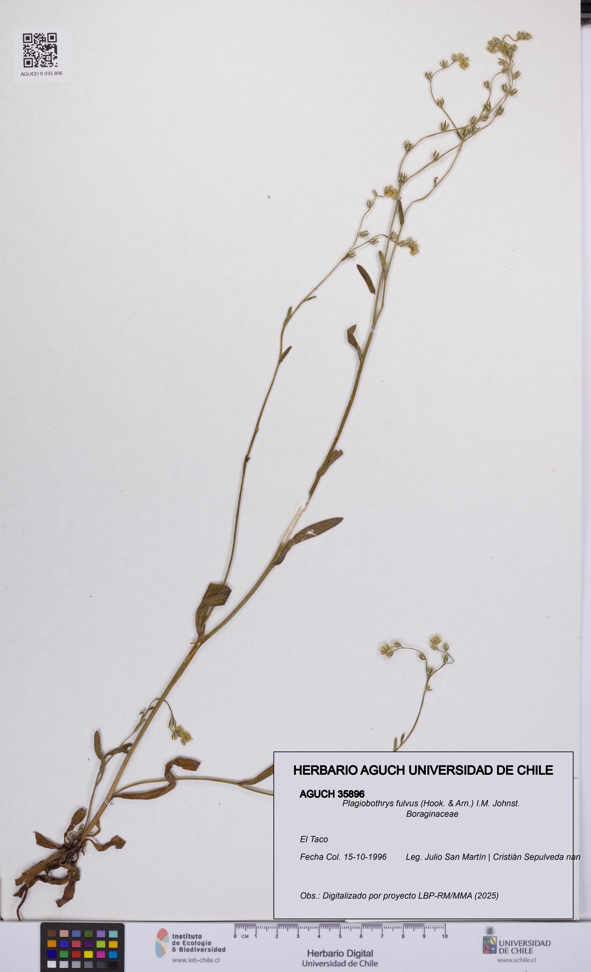 Plagiobothrys fulvus [Espécimen: UCH:AGUCH:0035896]