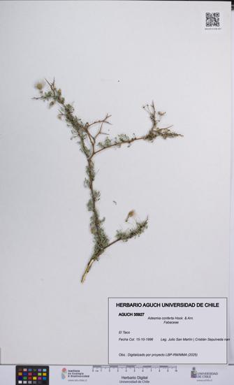 Adesmia conferta [Espécimen: UCH:AGUCH:0035927]