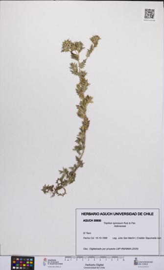 Triptilion spinosum [Espécimen: UCH:AGUCH:0035930]