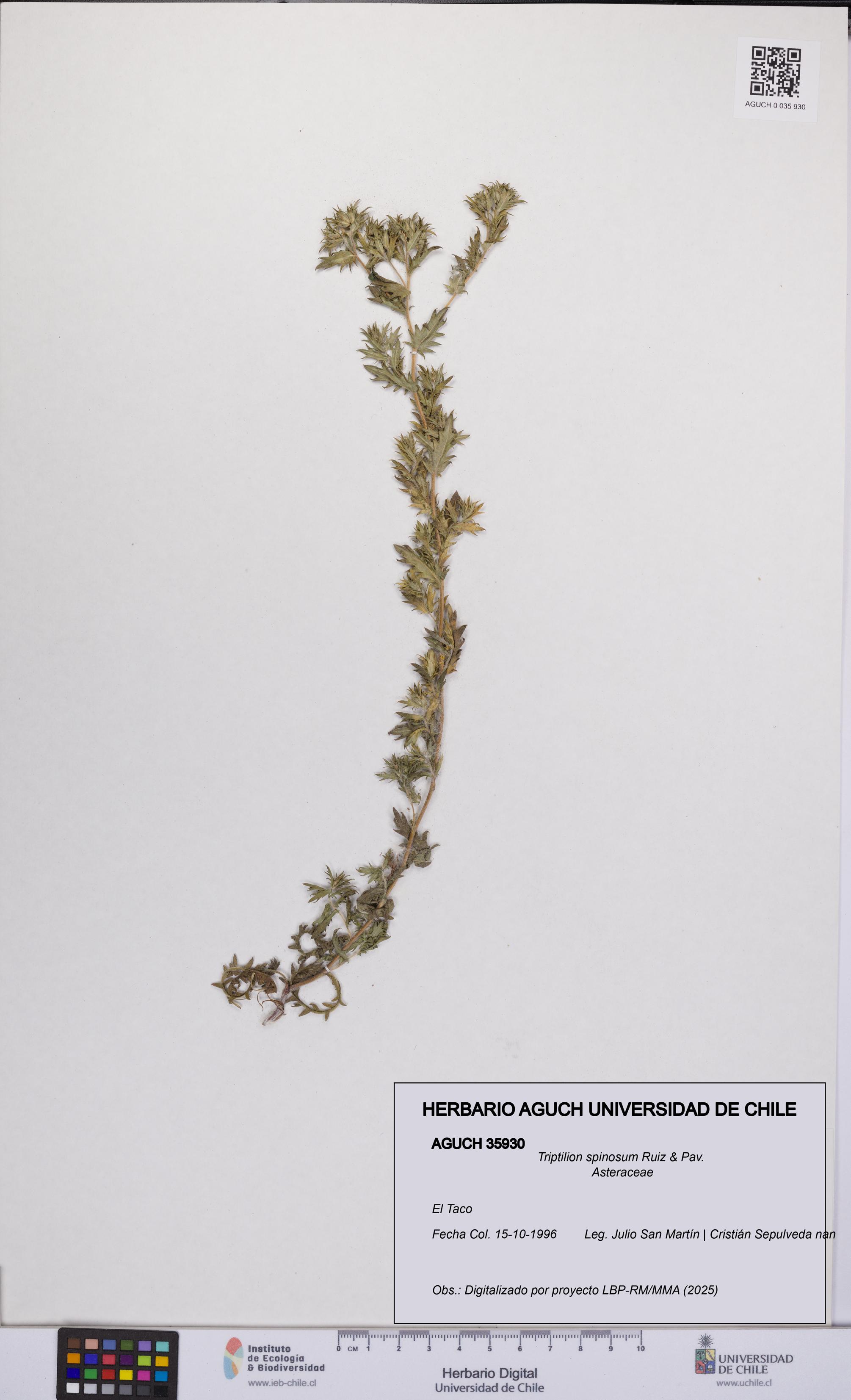 Triptilion spinosum [Espécimen: UCH:AGUCH:0035930]