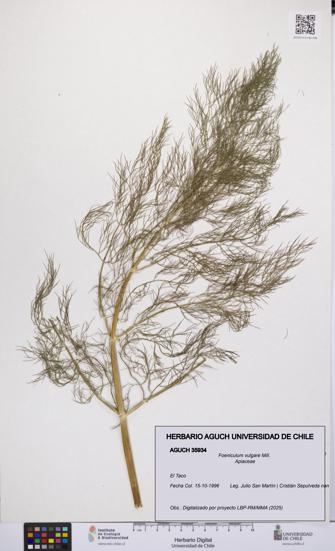 Foeniculum vulgare [Espécimen: UCH:AGUCH:0035934]