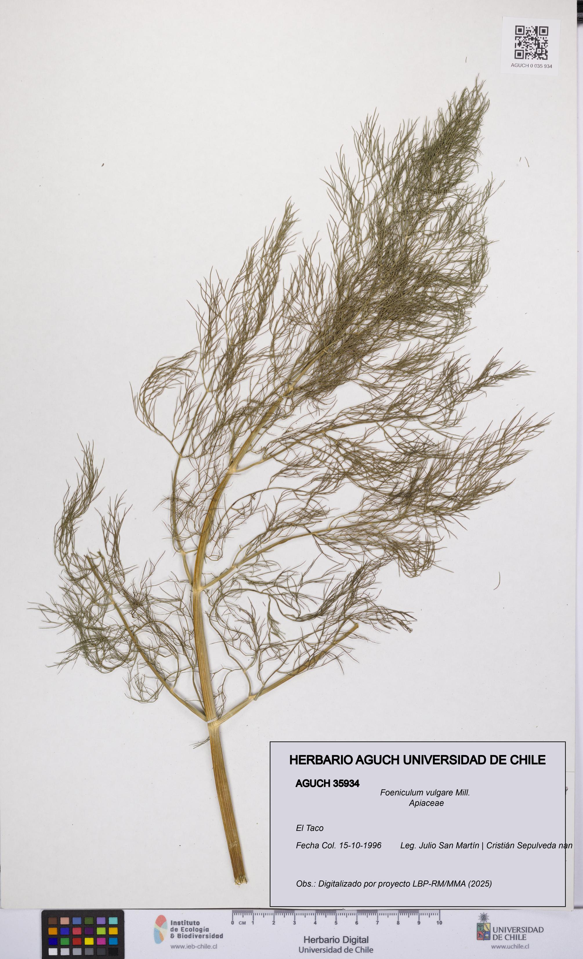 Foeniculum vulgare [Espécimen: UCH:AGUCH:0035934]