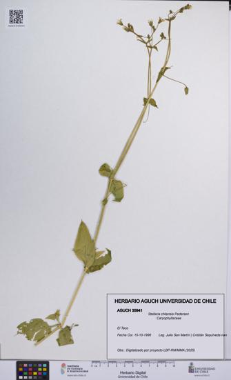 Stellaria chilensis [Espécimen: UCH:AGUCH:0035941]