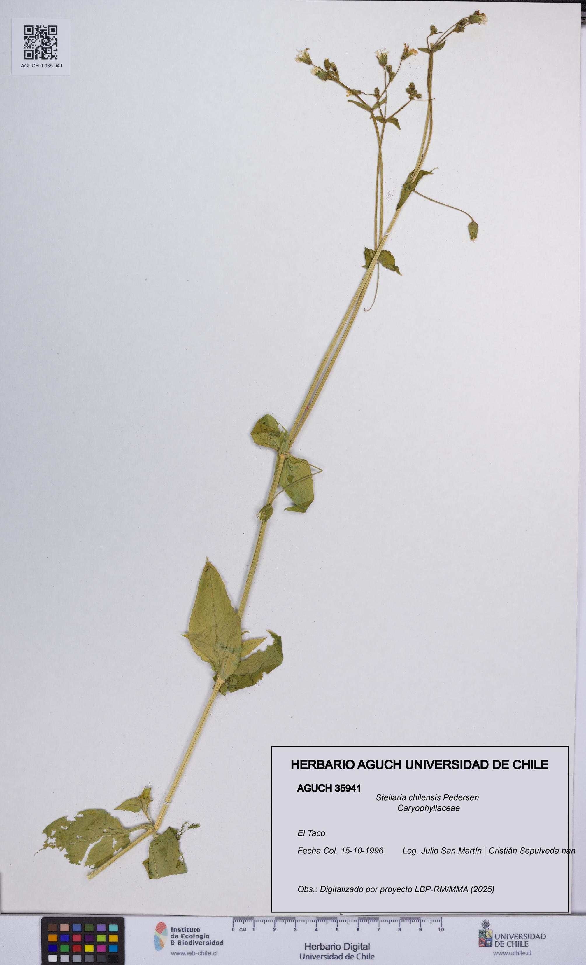Stellaria chilensis [Espécimen: UCH:AGUCH:0035941]