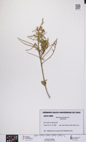 Baccharis paniculata [Espécimen: UCH:AGUCH:0035958]