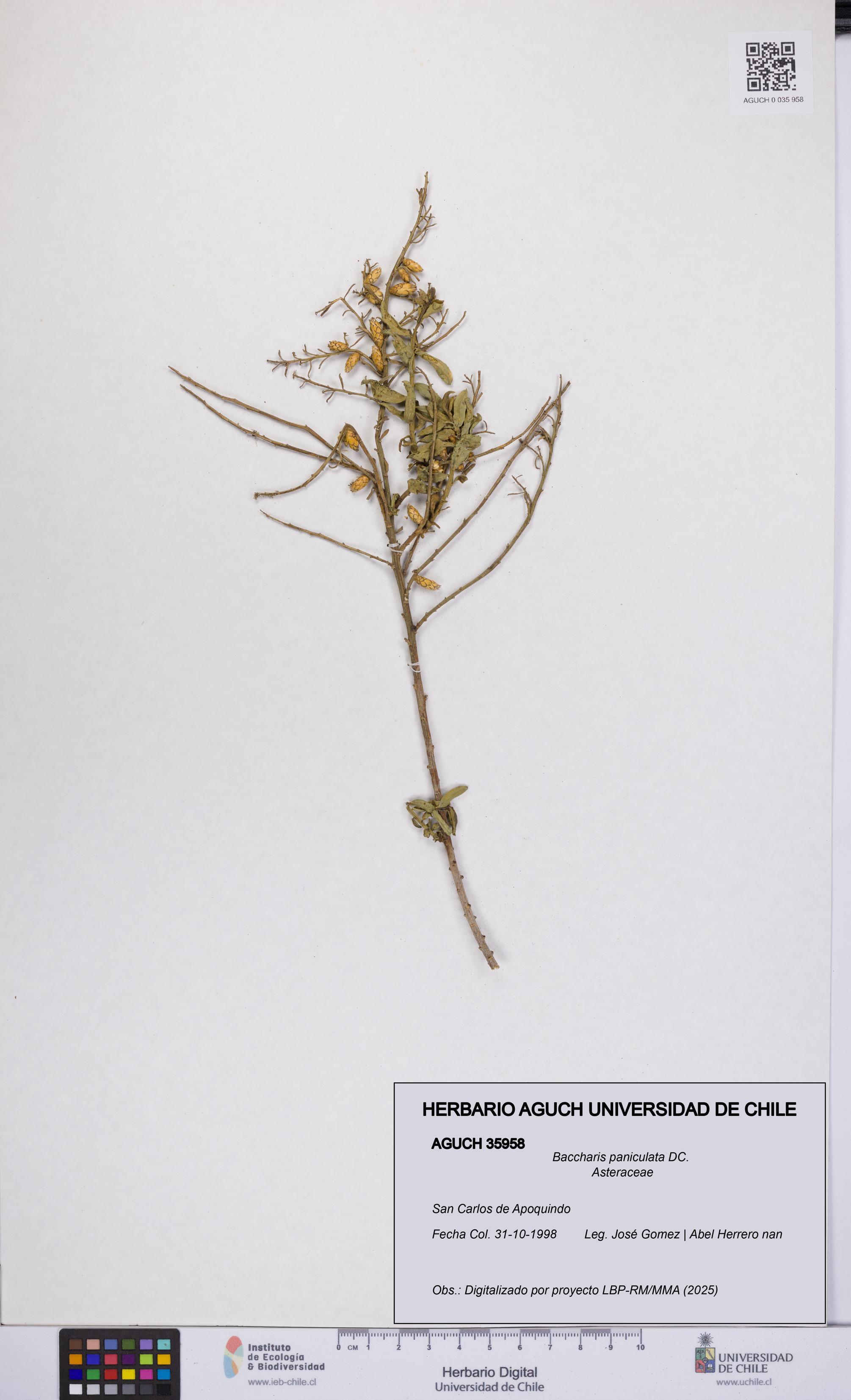 Baccharis paniculata [Espécimen: UCH:AGUCH:0035958]