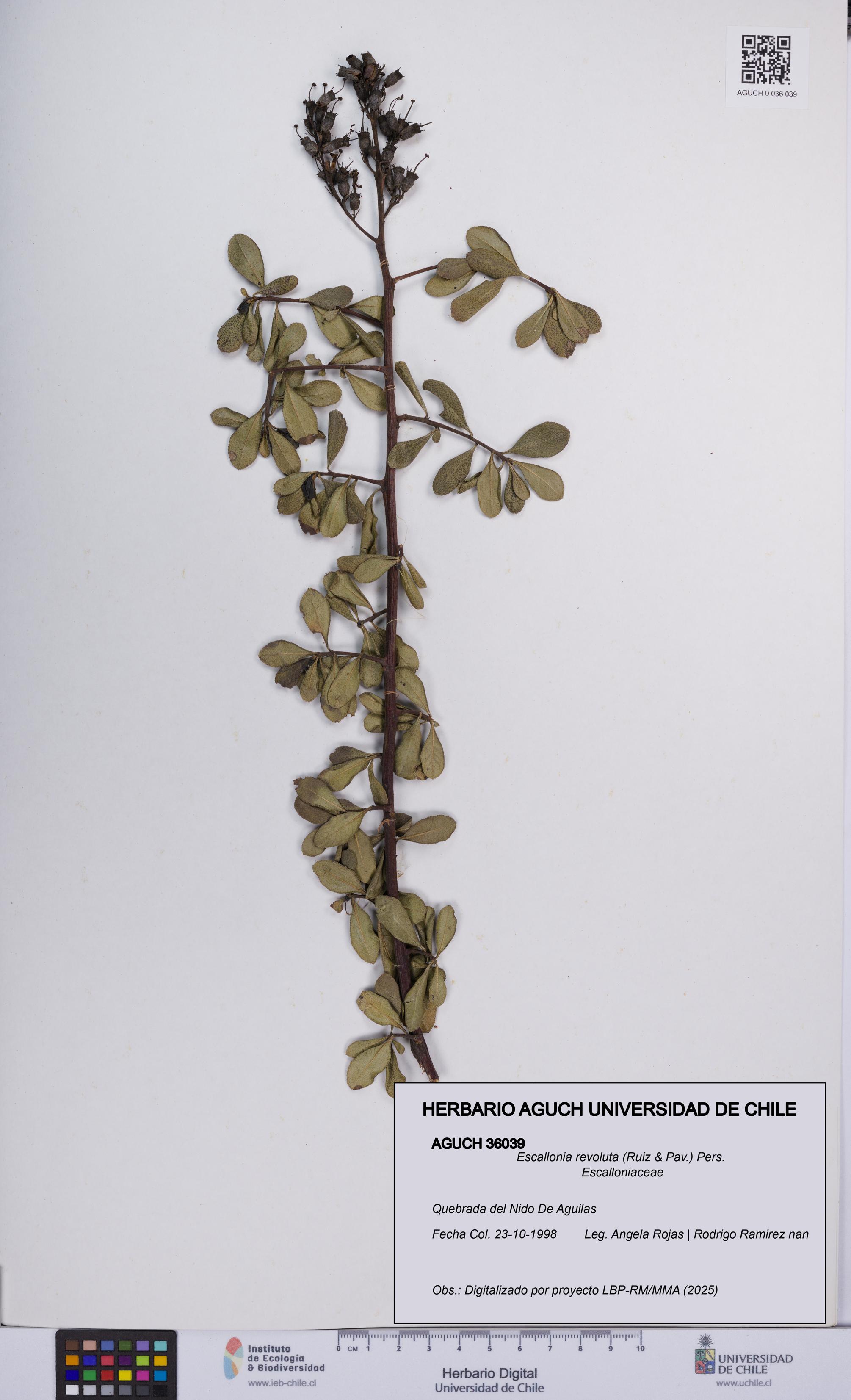 Escallonia revoluta [Espécimen: UCH:AGUCH:0036039]